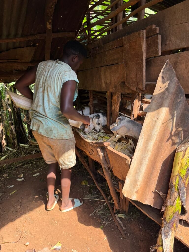 Person feeding white goats from a wooden trough inside a rustic shed, wearing a light shirt and shorts.