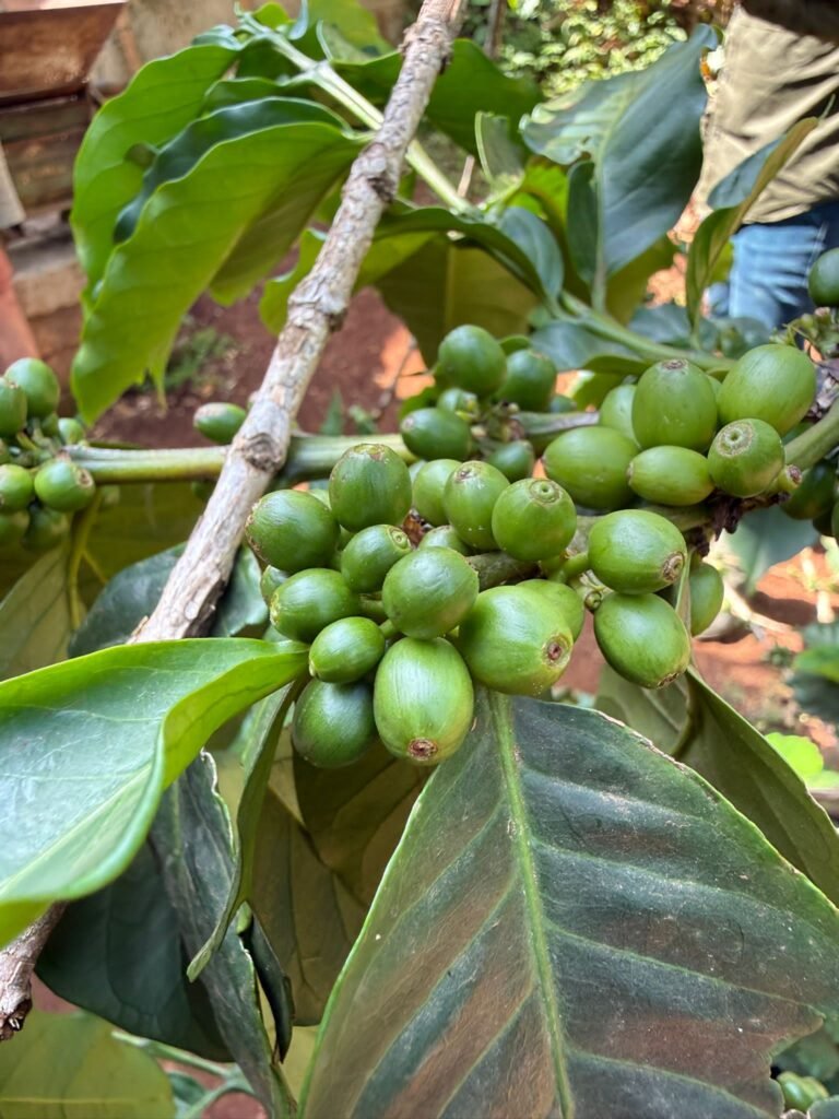 Cluster of small green berries on a twig with large glossy green leaves, likely fruit on a coffee plant or similar shrub
