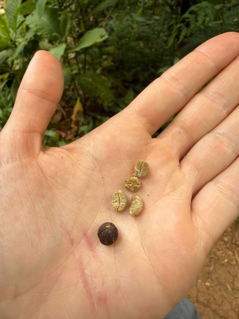 Hand holding several small oval seeds with a central groove, some golden and one dark seed, against a green outdoor background.